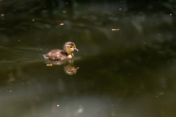 Mandarin Duck (Aix galericulata), taken in the UK