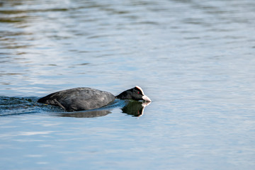Coot (Fulica atra), taken in the UK