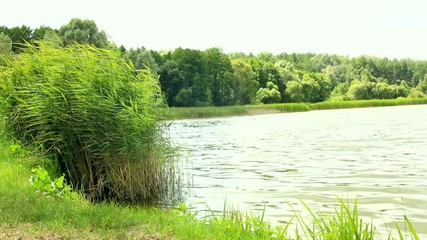 Beautiful summer lake water behind forest trees mountains pine sunny day sun shines blue waves slow motion nature reserve park ecology eco business successful green tourism traveling worldwide