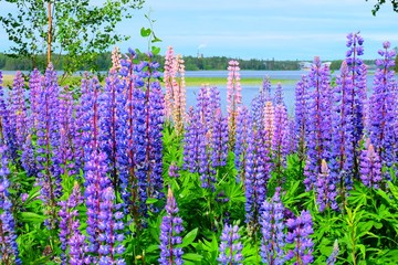 Beautiful Finnish nature in the summer time