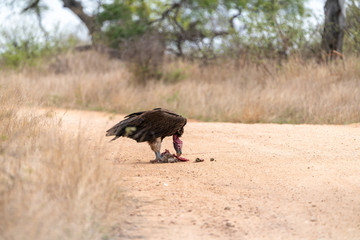 Lappet-Faced Vulture (Torgos tracheliotus)