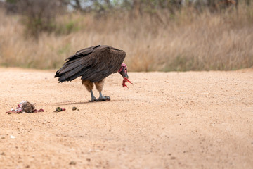 Lappet-Faced Vulture (Torgos tracheliotus)