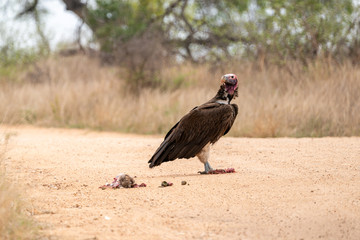 Fototapeta premium Lappet-Faced Vulture (Torgos tracheliotus)