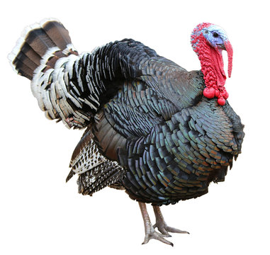 Colorful turkey isolated on the white background