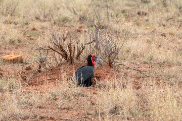 Southern Ground Hornbill (Bucorvus leadbeateri) in South Africa
