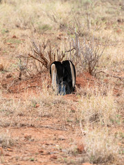 Southern Ground Hornbill (Bucorvus leadbeateri) in South Africa
