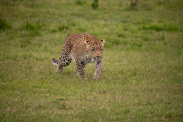 Leopard walking in Masai Mara