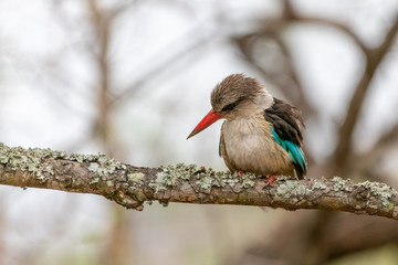 Brown-hooded Kingfisher (Halcyon albiventris) in South Africa