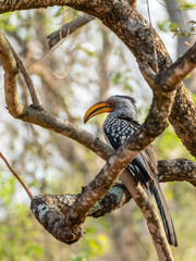 Southern Yellow-Billed Hornbill (Tockus leucomelas)