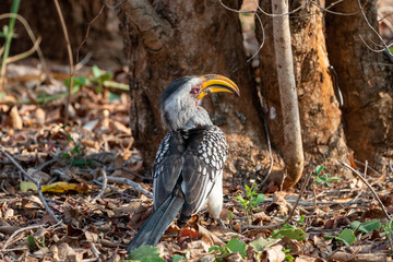 Obraz premium Southern Yellow-Billed Hornbill (Tockus leucomelas)