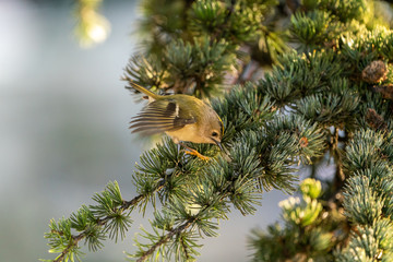 Goldcrest (Regulus regulus), taken in the UK