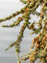 Goldcrest (Regulus regulus), taken in the UK