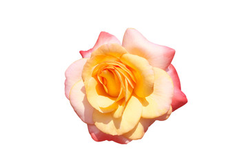 Beautiful rose isolate on white background