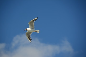 Lachmöwe Flug Nordsee