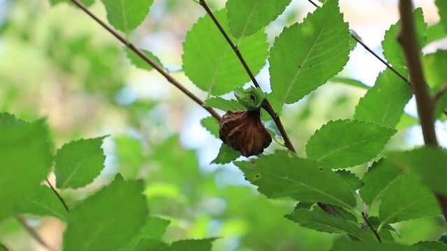 excrescence on an elm branch caused by bacteria leading to mutation, close-up