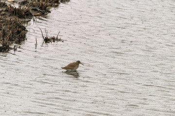 Redshank (Tringa totanus) wadi9ng through water, taken in the UK