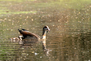 Egyptian goose (Alopochen aegyptiacus), taken in the UK