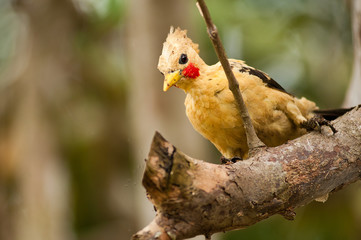 Pica-Pau