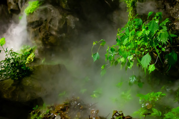 熱帯地域の葉っぱと蒸気