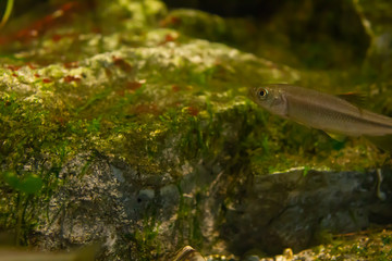 熱帯魚と苔