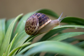 snail on leaf