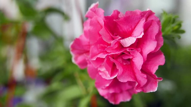 Red geranium or pelargonia flower, close up