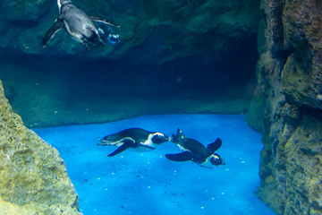 水族館のペンギン