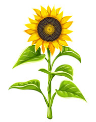 Sunflower agricultural plant head with oil seeds and green leaves isolated on white background. Vector illustration.