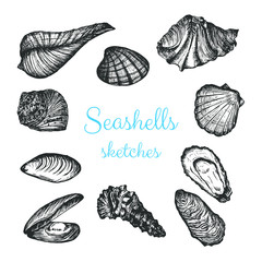 Vector set of different sketched seashells, hand drawn design.