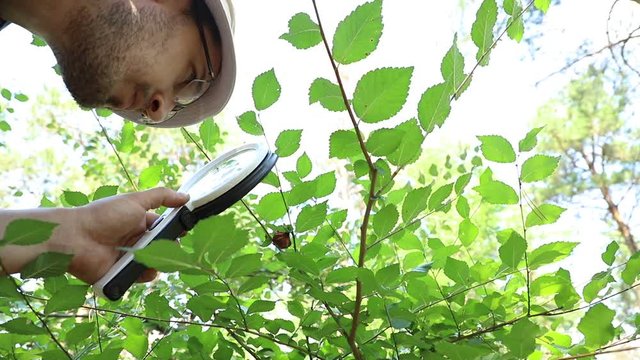 Caucasian biologist cuts off growth from an elm tree for study, close-up