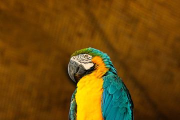 macaw bird in safari park of bangladesh