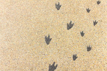 ペンギンの足跡の地面アート