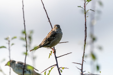 House sparrow (Passer domesticus), taken in the UK