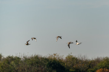 Black-tailed Godwit (Limosa limosa), taken in the UK