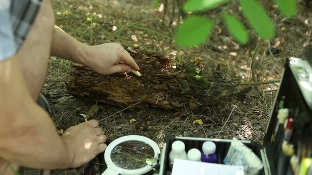 Scientist biologist picks rotten and old piece of wood to study the microworld, close-up