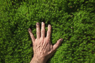 A man's hand touches a green forest moss.