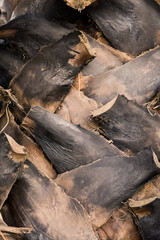  dry palm tree brown texture