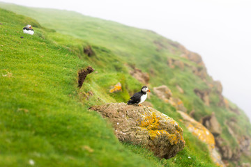 Pair of nesting Puffins on a cliff. Mykines, Faroe Islands.