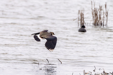 Lapwing (Vanellus vanellus), taken in the UK