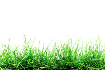 Obraz premium Grass isolated on white background