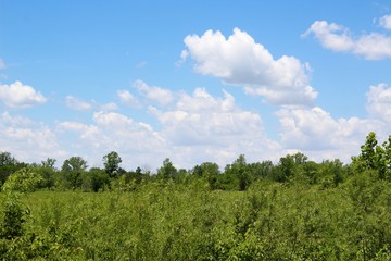 Obraz premium The white fluffy clouds in the blue sky in country field.