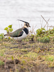 Lapwing (Vanellus vanellus), taken in the UK