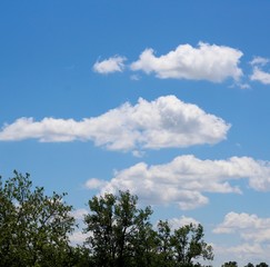 The white clouds above the treetops on sunny day.