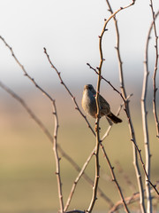 Dunnock (Prunella modularis), taken in the UK