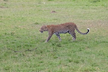 pacing leopard in the Masai Mara