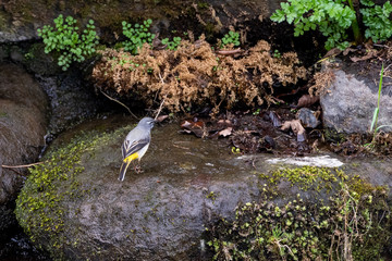 Grey Wagtail (Motacilla cinerea) in the UK