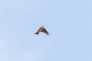 Eurasian skylark (Alauda arvensis)