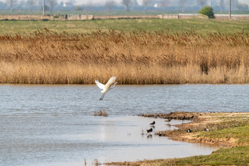 Great Egret (Ardea alba) taken in  the UK