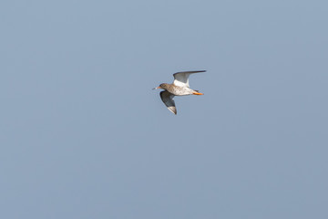 Redshank (Tringa totanus), taken in the UK