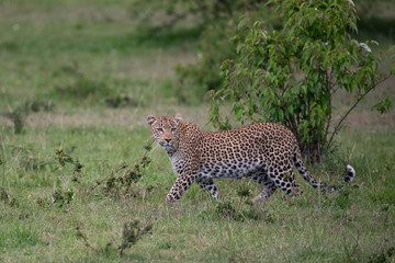 watchful leopard in the Masai Mara, Kenya